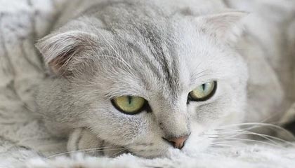 开云体育网页版入口-浙BA城市争霸赛，嘉兴队83-76苍南队，终结苍南连胜